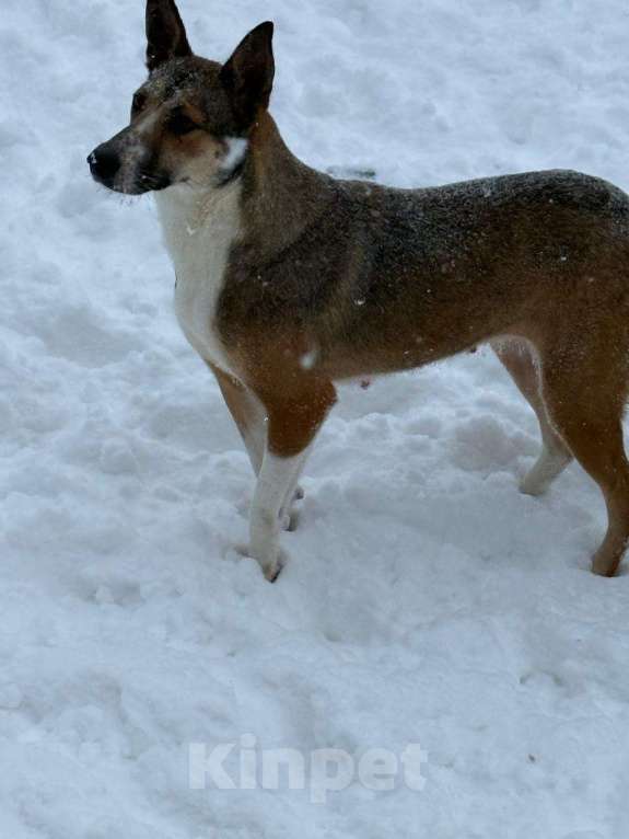 Собаки в других городах Владимирской области: Красивая и добрая собака в добрые руки бесплатно Девочка, Бесплатно - фото 4