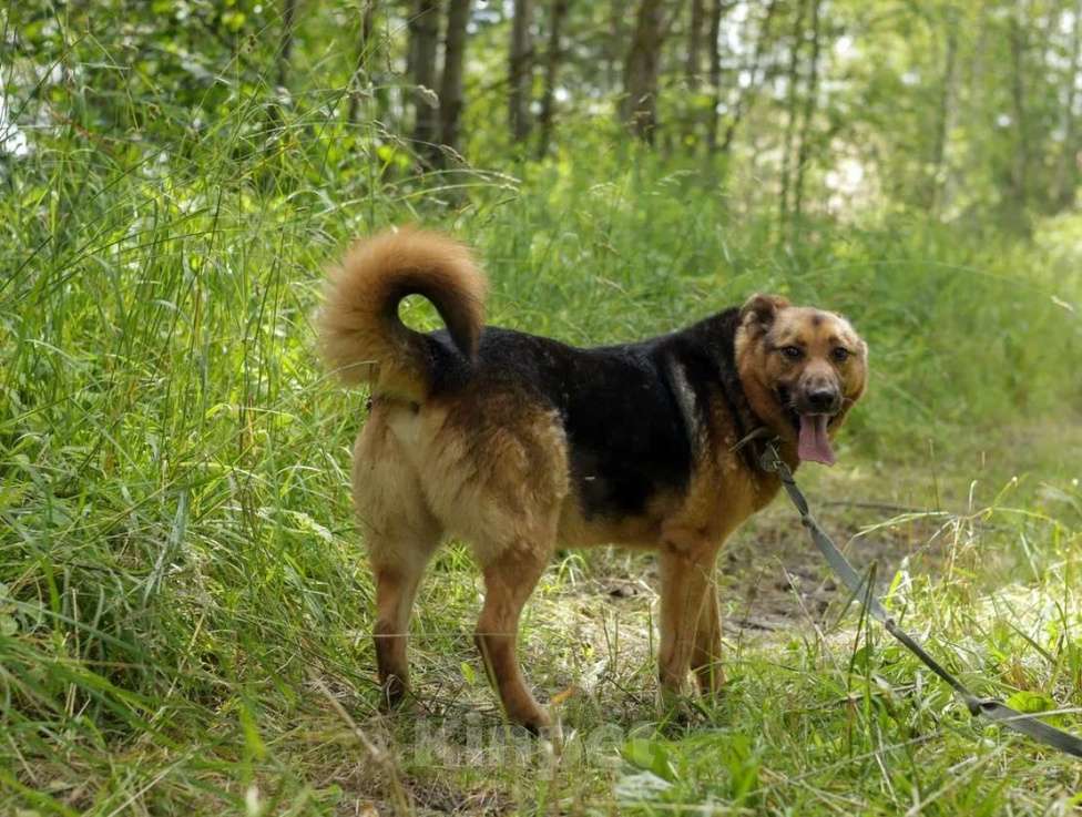 Собаки в Ногинске: Гриша Мальчик, Бесплатно - фото 5