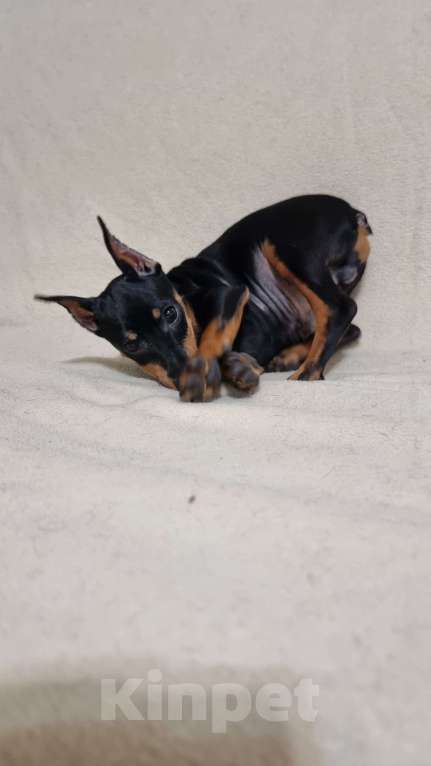 Собаки в Наро-Фоминске: Щенок цвергпинчер, кобель купированный Мальчик, 60 000 руб. - фото 3