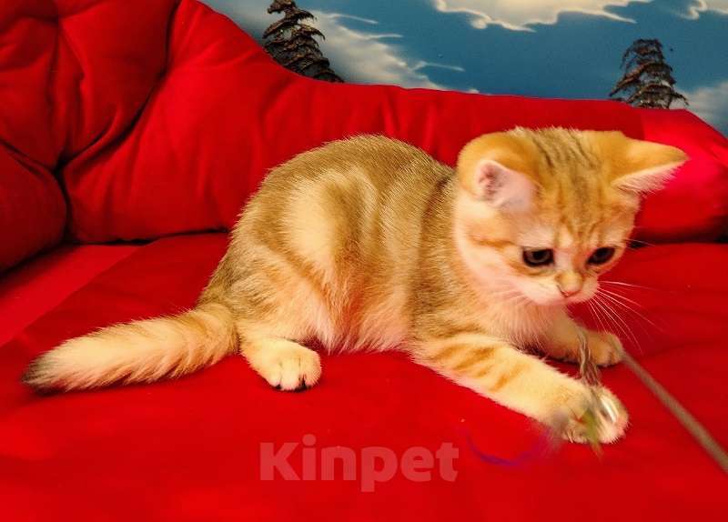 Кошки в Клине: Мраморный котик Мальчик, 10 000 руб. - фото 2