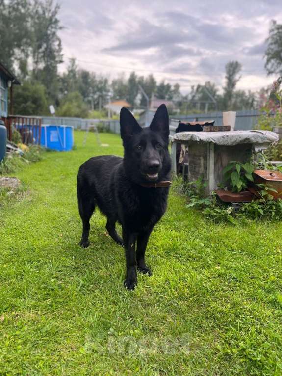 Собаки в Новосибирске: Щенки  немецкой черной  овчарки Девочка, 25 000 руб. - фото 3