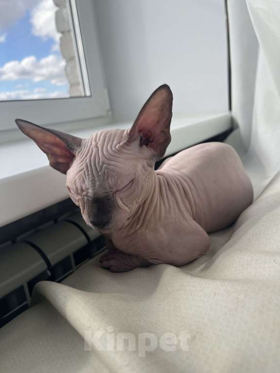 Кошки в Ковровом: Канадский сфинкс бомбино Мальчик, Бесплатно - фото 3