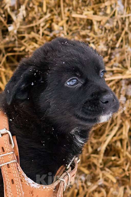 Собаки в Москве: щенок Руна в добрые руки Девочка, Бесплатно - фото 1