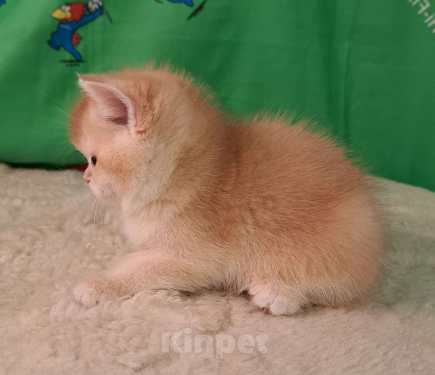 Кошки в Москве: Котик золотая шиншила  Мальчик, 70 000 руб. - фото 6