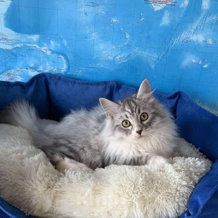 Кошки в других городах Краснодарского края: Невский маскарадный котёнок цуккини  Мальчик, 35 000 руб. - фото 10