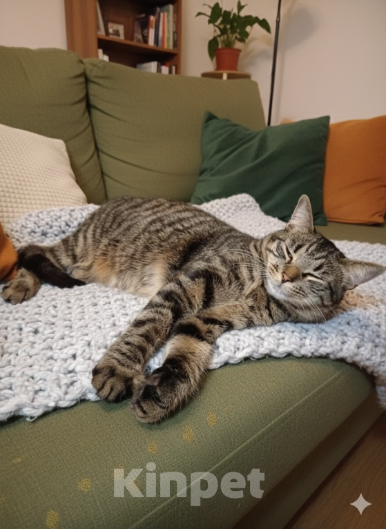 Кошки в Санкт-Петербурге: Кот в добрые руки Мальчик, Бесплатно - фото 2