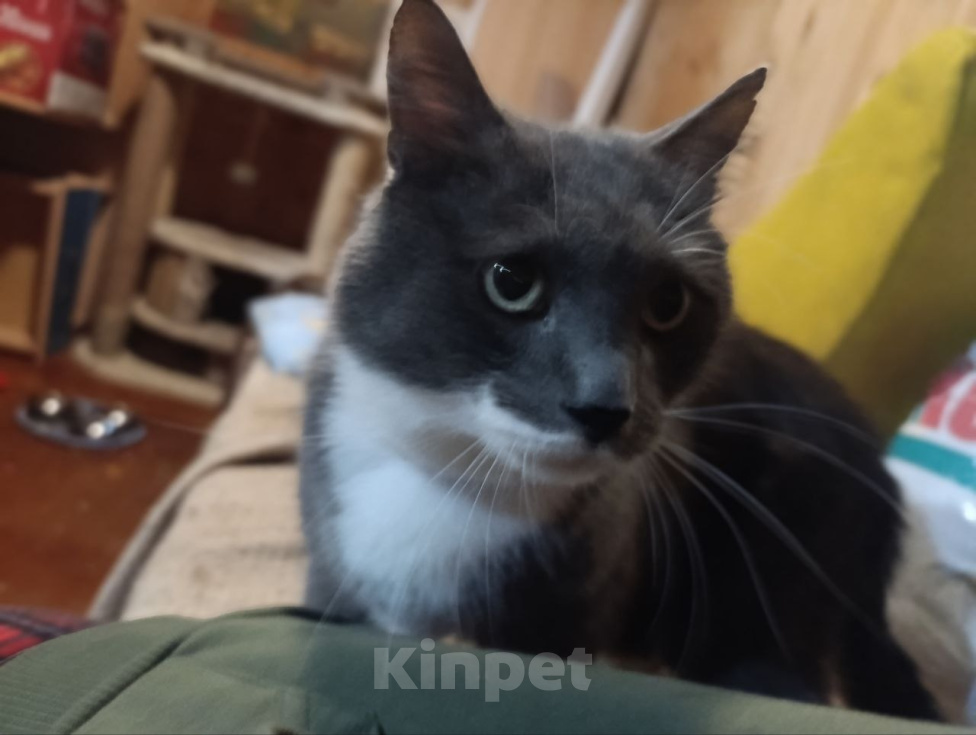 Кошки в Москве: Кот Тема ищет дом Мальчик, Бесплатно - фото 1