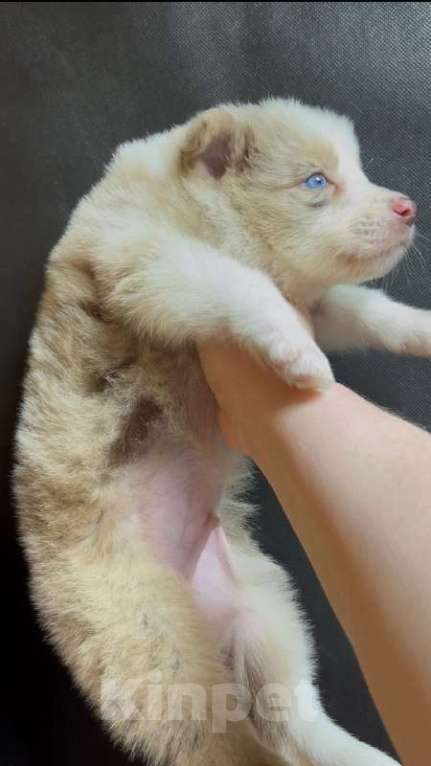 Собаки в других городах Московской области: Бордер колли шикарный голубоглазый мальчик Мальчик, 90 000 руб. - фото 7