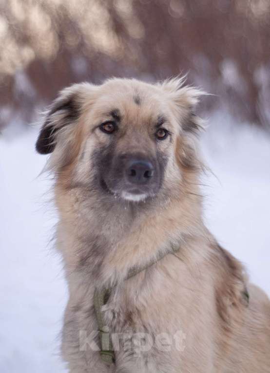 Собаки в Москве: Трогательный и нежный Оллин в добрые руки Мальчик, Бесплатно - фото 3