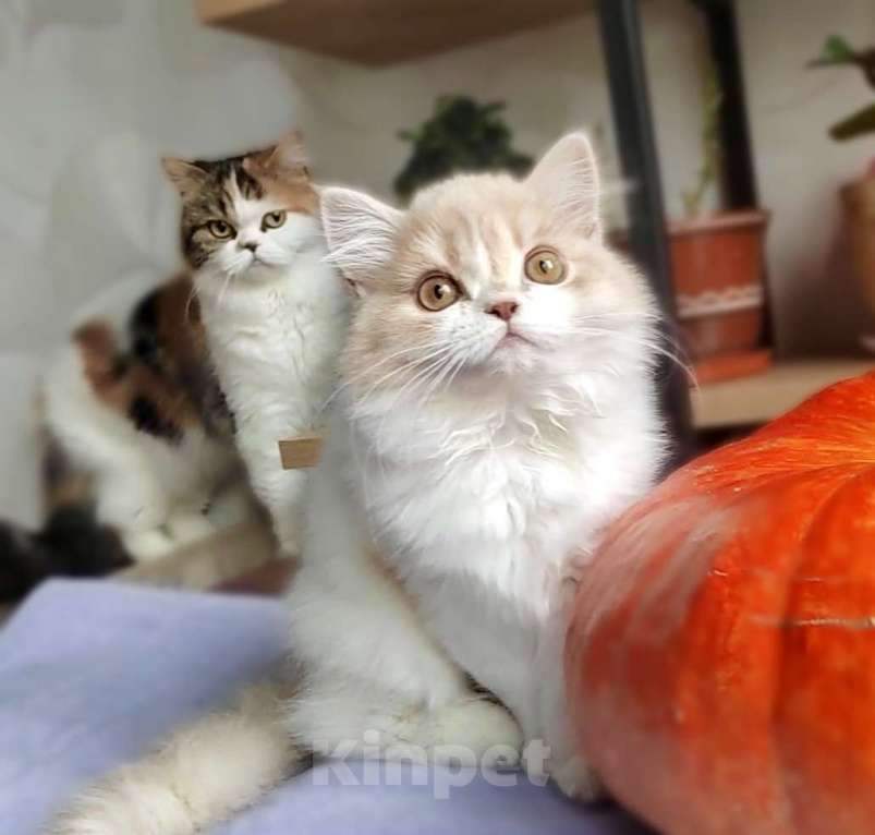 Кошки в Нижнем Новгороде: Шотландский кремовый кот  Мальчик, 30 000 руб. - фото 1