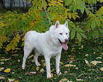 Собаки в Горном-Алтайске: Вязка. Предлагаем кобеля сибирский хаски, 10 000 руб. - фото 1