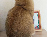 Кошки в Чебоксарах: Британский кот на вязку, 1 руб. - фото 8