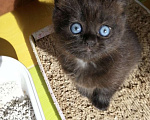 Кошки в Ижевске: Котенок Девочка, Бесплатно - фото 1
