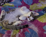 Кошки в других городах Иркутской области: Милый одинокий котёнок Девочка, Бесплатно - фото 1