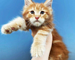 Кошки в Санкт-Петербурге: Котик красный мрамор  Мальчик, 60 000 руб. - фото 1