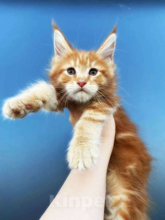 Кошки в Санкт-Петербурге: Котик красный мрамор  Мальчик, 60 000 руб. - фото 1