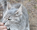 Кошки в Санкт-Петербурге: Кошечка Девочка, Бесплатно - фото 3