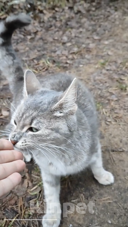 Кошки в Санкт-Петербурге: Кошечка Девочка, Бесплатно - фото 3