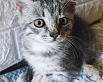 Кошки в Котельнике: Серый котенок в добрые руки Девочка, Бесплатно - фото 1