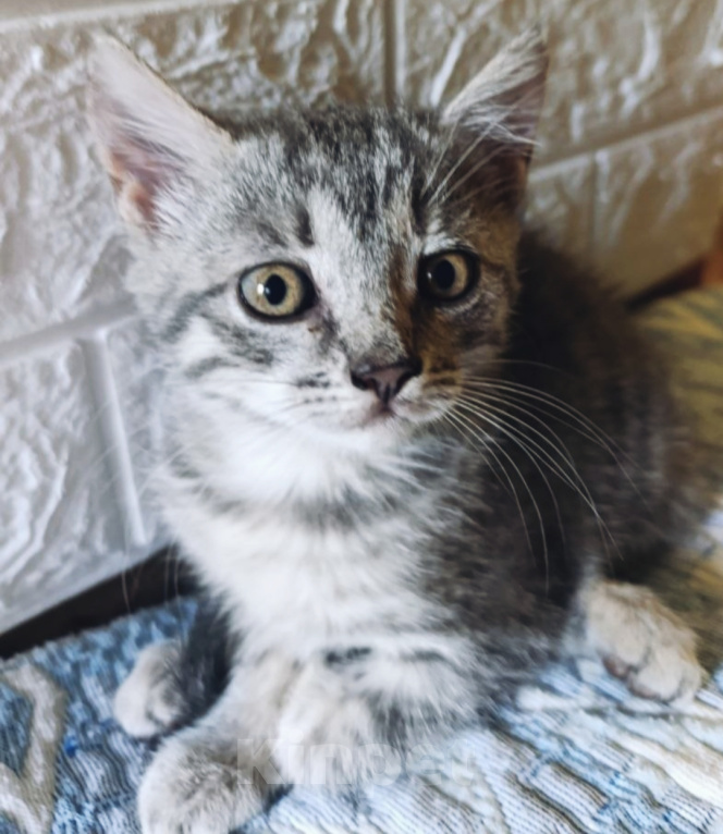 Кошки в Котельнике: Серый котенок в добрые руки Девочка, Бесплатно - фото 1