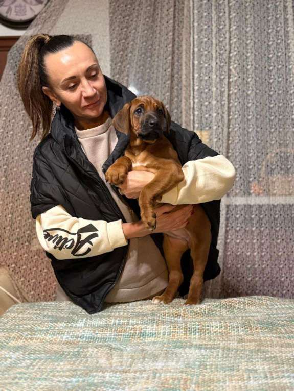 Собаки в других городах Московской области: Малышка Единственная в помете  Девочка, 110 000 руб. - фото 4