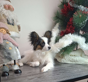 щенки папийона 