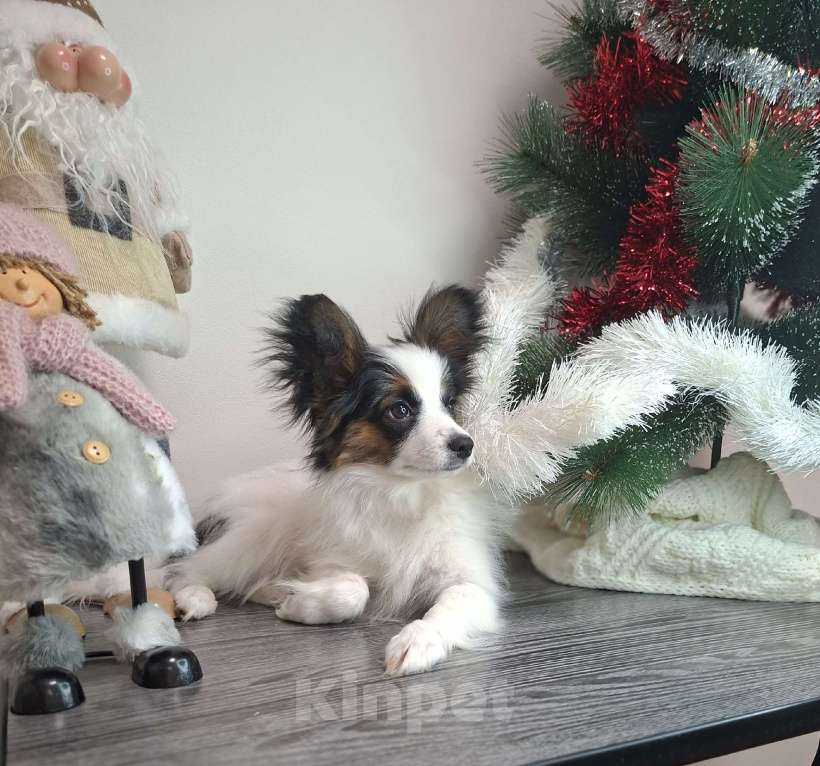 Собаки в Оренбурге: щенки папийона  Девочка, Бесплатно - фото 1