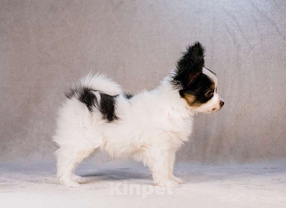 Собаки в Москве: щенок папийона Мальчик, 80 000 руб. - фото 2