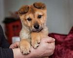 Собаки в Химках: Миниатюрный щенок из приюта ищет дом Девочка, Бесплатно - фото 5