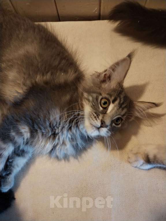 Кошки в Петрозаводске: Котята мейн-кун  Девочка, Бесплатно - фото 2