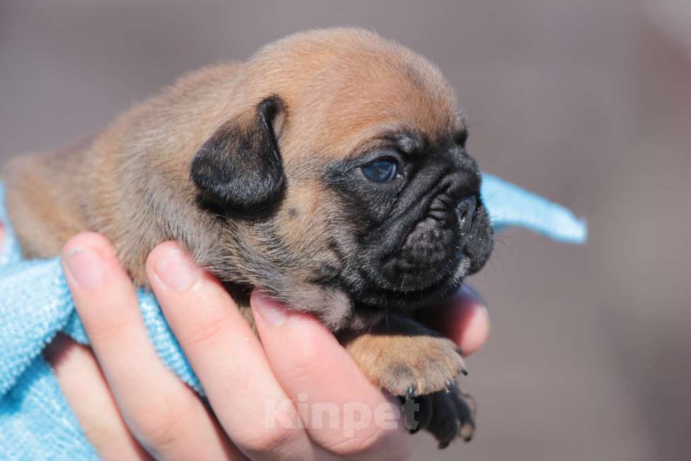 Собаки в Ртищево: Щенки французского бульдога Мальчик, 100 000 руб. - фото 1