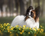 Собаки в Рыбинске: 🐕 Продаётся очаровательная девочка — континентальный той‑спаниель (папильон)! 🎀 Девочка, 70 000 руб. - фото 4