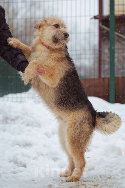Собаки в Москве: щенок Арчи в добрые руки Мальчик, Бесплатно - фото 2
