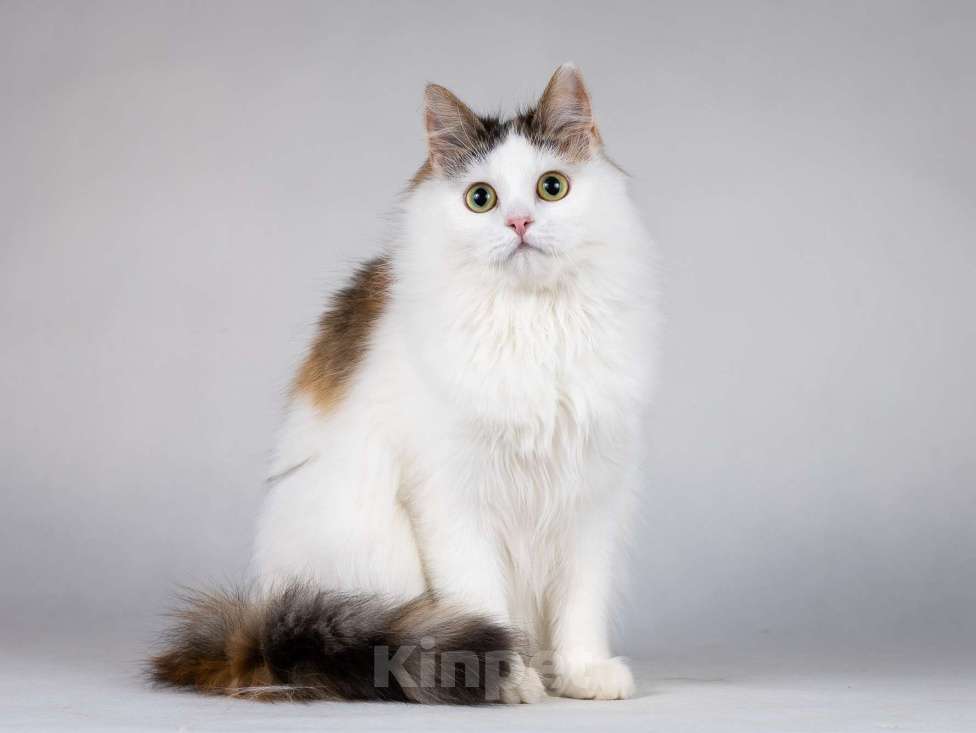 Кошки в Москве: Молодая сибирская трехцветная кошечка Зая в дар Девочка, 1 руб. - фото 9