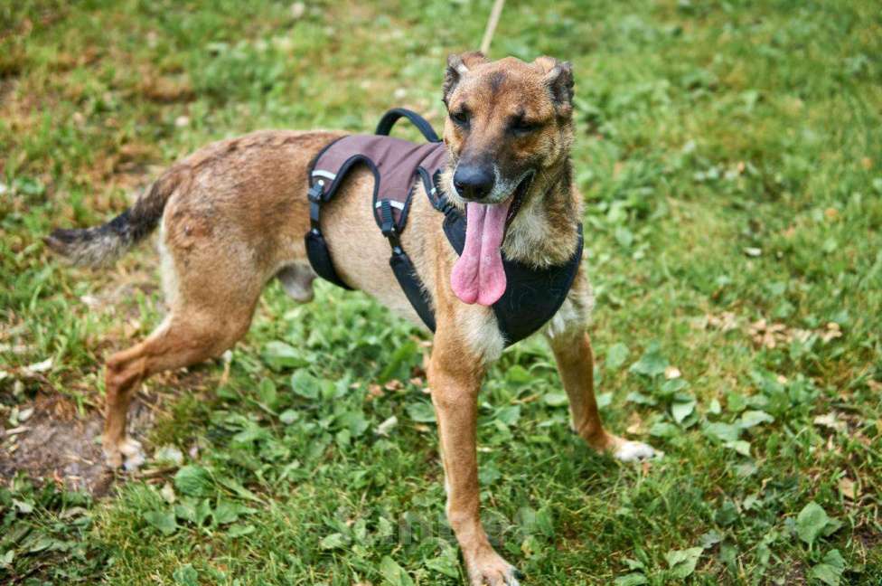 Собаки в Москве: Барклай Мальчик, Бесплатно - фото 3