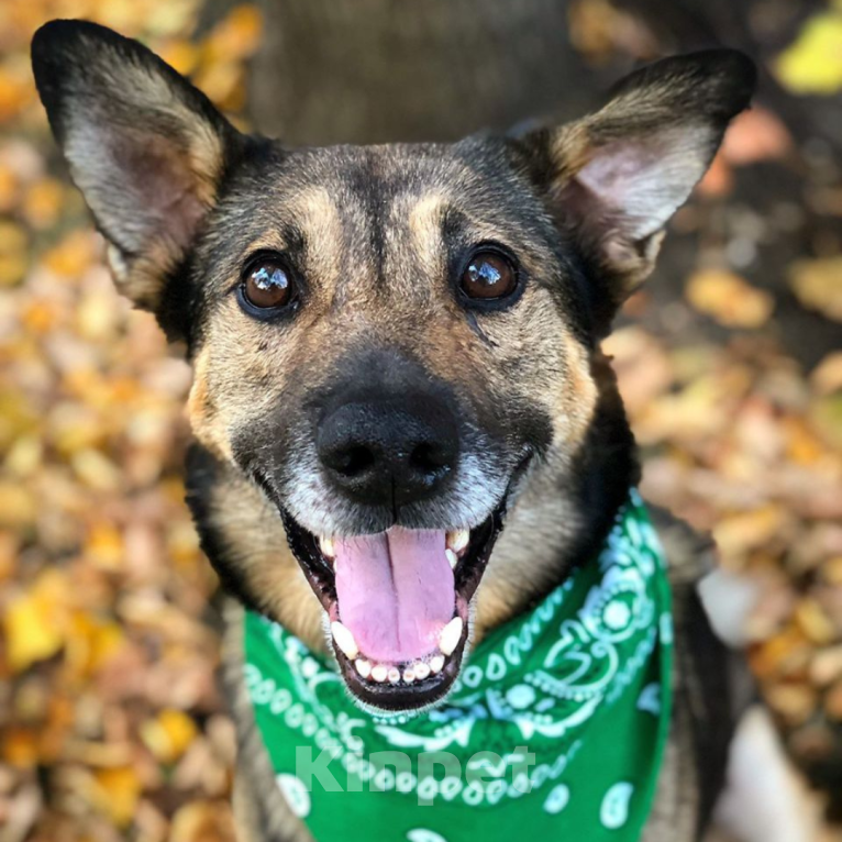 Собаки в Москве: Серёжа Мальчик, Бесплатно - фото 3