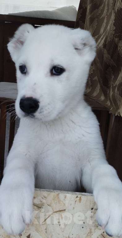 Собаки в Перми: Щенки САО Мальчик, Бесплатно - фото 4