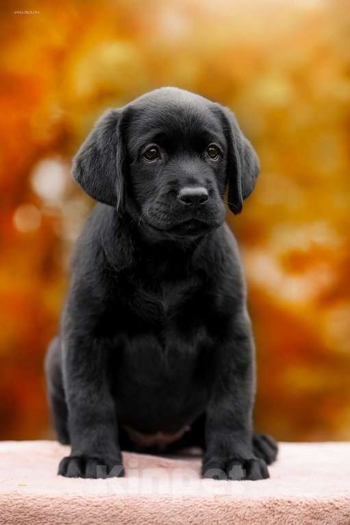 Собаки в Ярославле: Щенки лабрадора,девочки Девочка, 60 000 руб. - фото 2