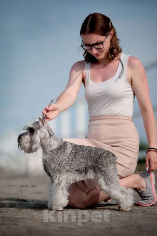 Собаки в Воронеже: Щенки цвергшнауцера перец с солью Разнополые, 70 000 руб. - фото 2