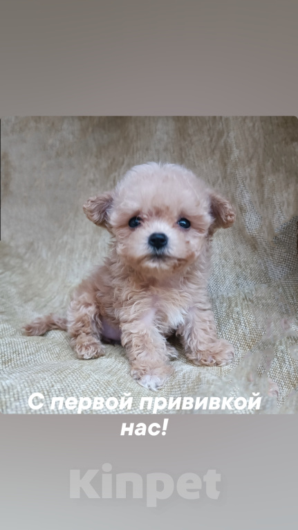 Собаки в Ульяновске: Мальтипу Мальчик, 100 000 руб. - фото 1