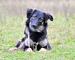 Собаки в Солнечногорске: Девочка в добрые руки Девочка, 1 руб. - фото 1