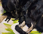 Собаки в Новочеркасске: Очаровательные щенки  Девочка, 17 000 руб. - фото 5