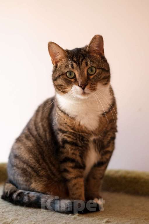 Кошки в Санкт-Петербурге: Проша из приюта в добрые руки Мальчик, Бесплатно - фото 10