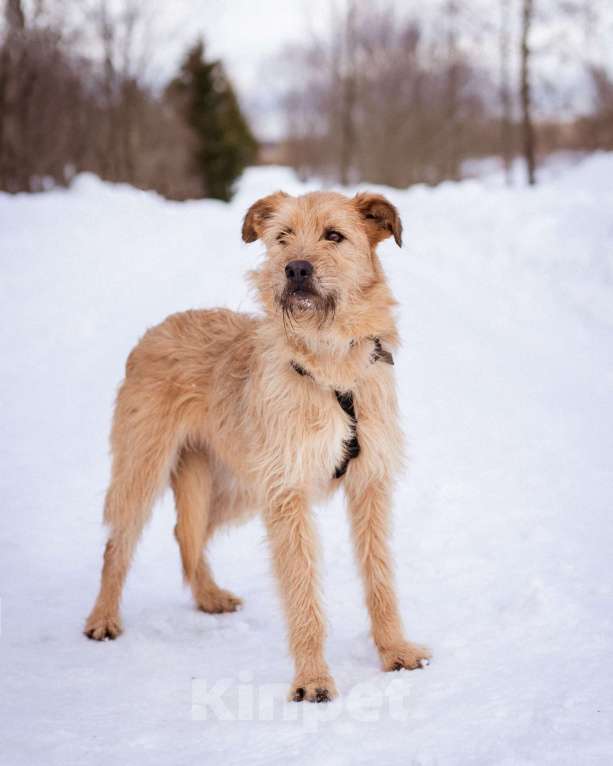Собаки в Москве: Собака-компаньон Девочка, Бесплатно - фото 3