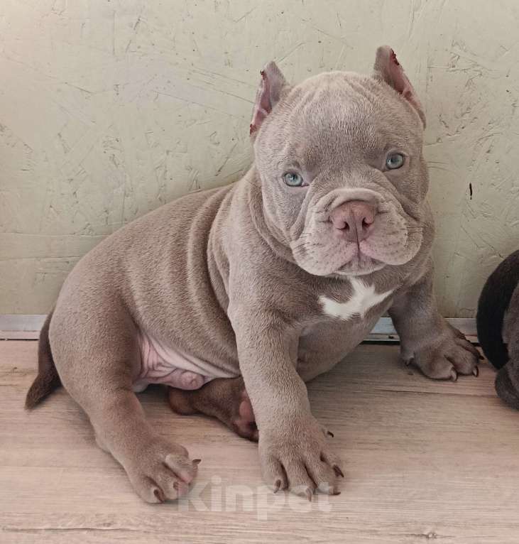 Собаки в Москве: Супер Американский Булли Микро Мальчик, 90 000 руб. - фото 3