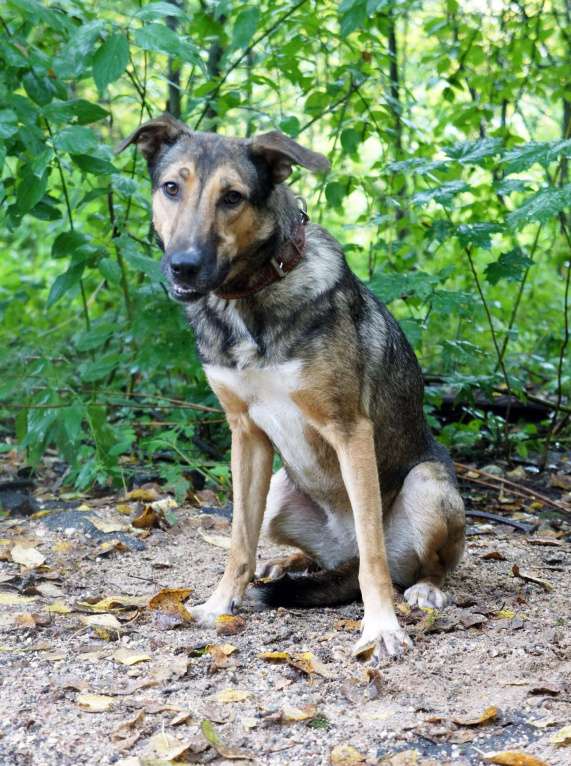 Собаки в Москве: Любава Девочка, Бесплатно - фото 4