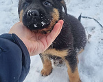 Собаки в других городах Московской области: Щенок немецкой овчарки Девочка, 20 000 руб. - фото 2