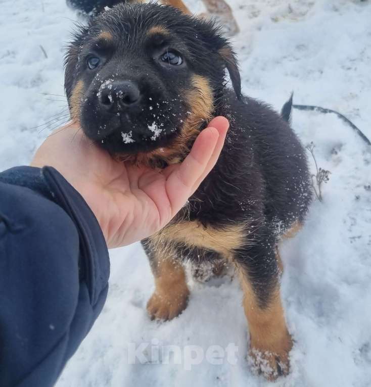 Собаки в других городах Московской области: Щенок немецкой овчарки Девочка, 20 000 руб. - фото 2