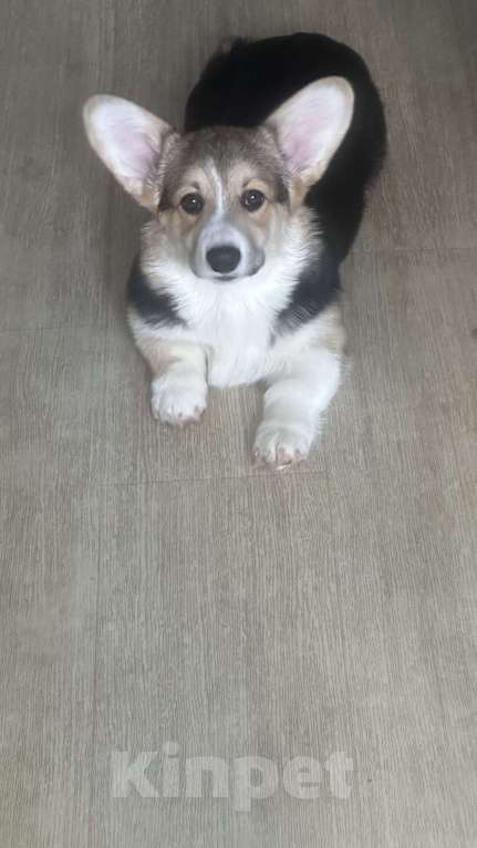 Собаки в других городах Челябинской области: Продам Девочка, Бесплатно - фото 5