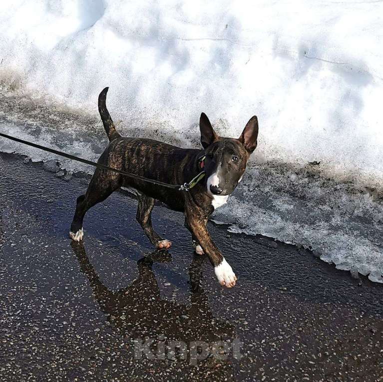 Собаки в Москве: Щенки миниатюрного бультерьера Мальчик, Бесплатно - фото 1